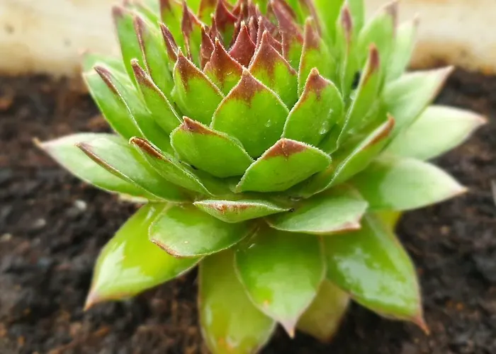 Apartment Waterview W Pool Mimice